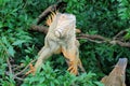 Green iguana in a tree - large species of lizard - central America Ã¢â¬â Costa Rica Royalty Free Stock Photo